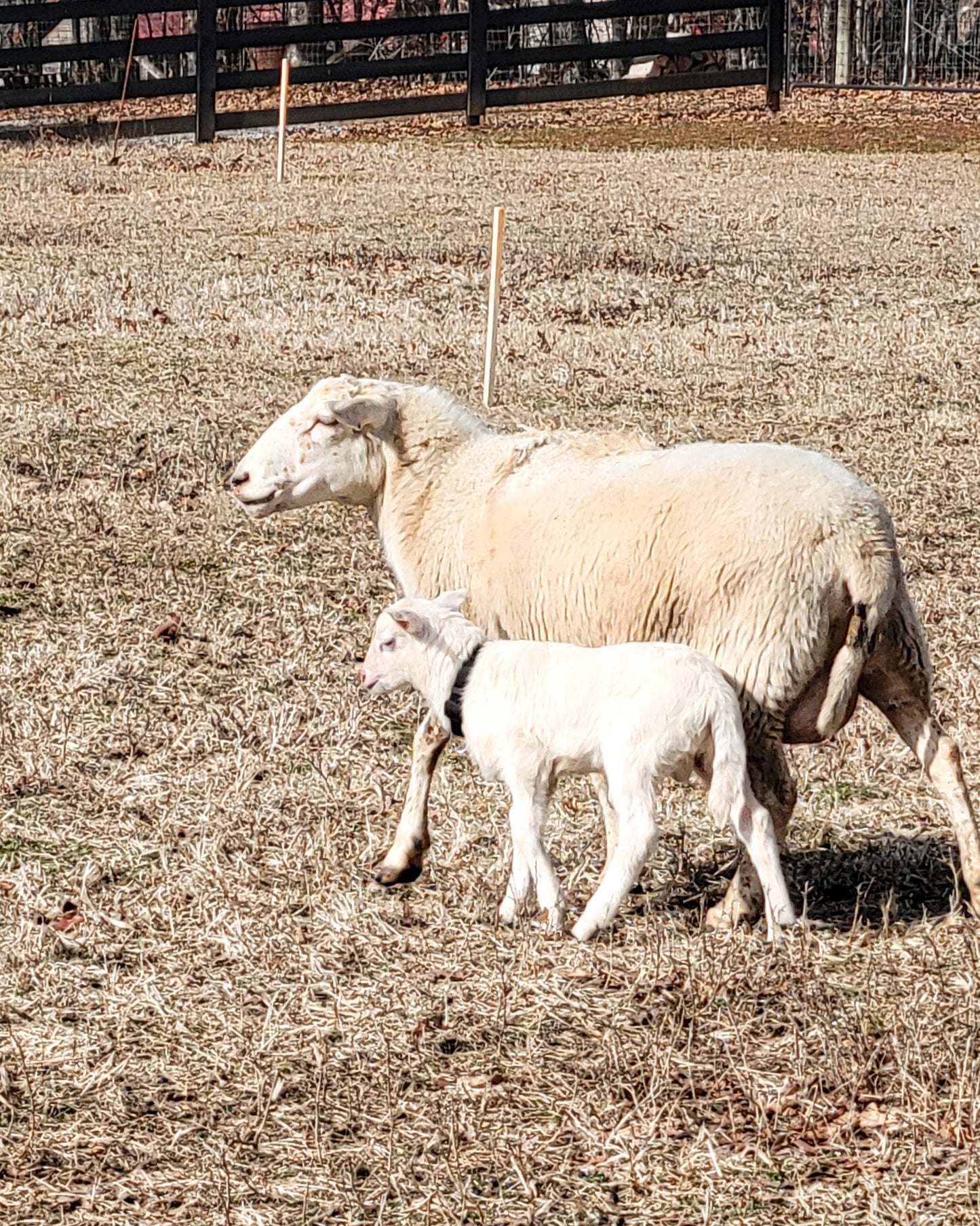 Tennessee Farm Oil Painting