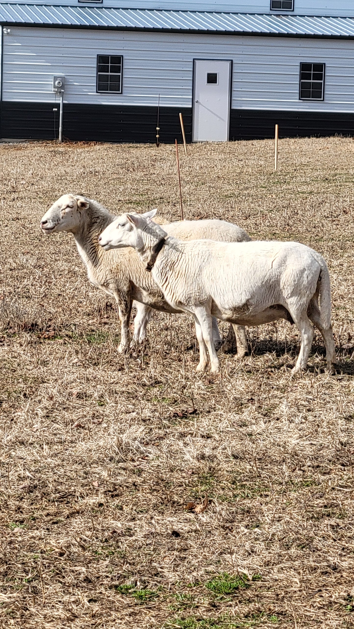 Tennessee Farm Oil Painting